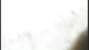 The wildcat is a species complex comprising two small wild cat species, the european wildcat (felis silvestris) and the african wildcat (f. Showing Pussy In Spandex Free Xxx Porn Videos Oyoh