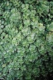 Fatto a mano di rame riciclato. Piante Sempreverdi Da Balcone Domande E Risposte Giardinaggio