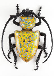 Black And Yellow Longhorn Beetle Poisonous Bugs That Look Like Roaches Zhuki Nasekomye Usachi