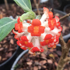It grows to about 1.5 metres high and wide. Edgeworthia Chrysantha Red Dragon Paper Bush Red Dragon In Gardentags Plant Encyclopedia