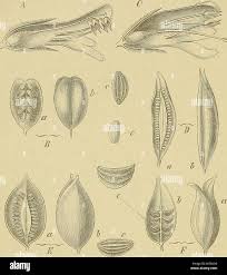 Image result for Lopholaena sp.no.1