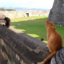 10 Reasons To Have An Indoor Only Cat Pethelpful