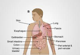 Your body organs range from your brain, heart, liver, skin, lungs, kidneys, intestines, stomach, bladder, etc. Interstitium Scientists Say They Ve Discovered A New Human Organ