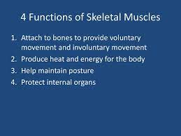 The Muscular System Ppt Download