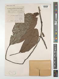 Image result for Polyceratocarpus gossweileri