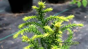 Cryptomeria japonica also known as the japanese red cedar. Cryptomeria Japonica Nana Globosa Youtube