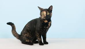 Male tortoiseshells are rare and are usually sterile. Tortoiseshell Cat Names 100 Perfect Ideas Find Cat Names
