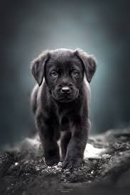 Black Labrador Retriever Black Labrador Retriever Labrador Dog Black Labrador Retriever Lab Puppies