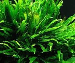 Budidaya tanam cabe/rica gorontalo (malita fm)tanpa olah tanah part 1подробнее. Tanaman Aquascape Java Fern Iwak Galak