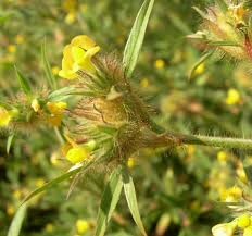 Image result for Stylosanthes