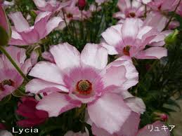 Image result for Ranunculus raeae