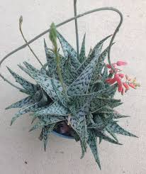 Sukulent Aloe Vera Doran Black Doran Siyahi Turkiye Nin Sukulent Ve Kaktus Marketi 2020 Sukulent Aloe Bitki
