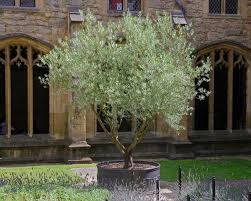 Image result for Olea europaea