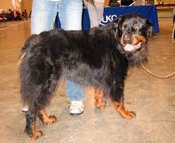 Even if you bred two dogs with long, flowing, locks you would be likely to get only one or two long haired puppies in the litter. Red Rottweilers And Unethical Breeders Nothing If Not Verbose