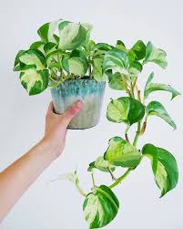 Pin By Munika Krista Wulandari On Keep The Green In 2020 Hanging Plants Plant Care Houseplant Plants