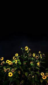 Tumblrwallpapers Sunflower Wallpaper Black Background Wallpaper Black Wallpaper