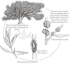 Image result for pseudomonas savastanoi pv nerii oleander symptoms