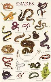 Snakes Reptiles Serpents Animal Education Poster 21x33 Reptile Snakes Reptiles Snake