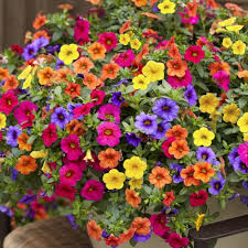 When I Put My Mind To It I Can Handle Plants Just Fine But I Haven T Kept A Full Garden In Years Ins Hanging Flower Baskets Container Flowers Indoor Flowers