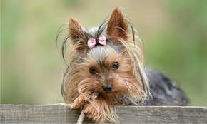 Image result for white yorkshire terrier