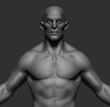 Essentials male female anatomy 3d model. Male Anatomy V4 3d Model 3dhunt Co