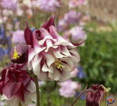 Image result for Aquilegia vulgaris Tower Mix