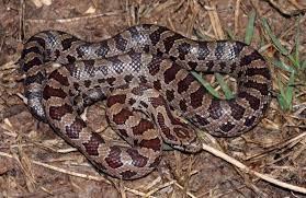 Prairie Kingsnake Lampropeltis Calligaster Non Venomous Snake In The Grass Reptiles And Amphibians Animals And Pets
