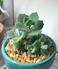 Pin On Cuidado De Plantas