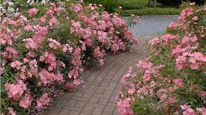 It does not need any spraying, always fungus free. 5 Ways To Design With Flower Carpet Roses Article On Thursd