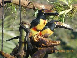 Según el doctor, el plan paso a paso debe rediseñarse y en vez de pretender un carnet verde o de vacunación que haga que las personas inmunizadas puedan realizar todo tipo de actividades, tenemos que transmitirle a la ciudadanía cuáles son los momentos o situaciones de riesgo. Finca In Atenas Kaufen Costa Rica San Jose Paraiso Verde