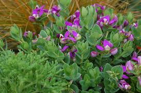 Image result for Polygala petitiana