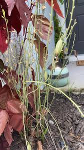 Image result for Brachycorythis buchananii