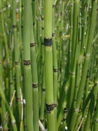 Image result for Moorochloa eruciformis