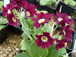 Image result for Primula x pubescens