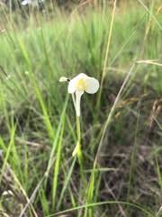 Image result for Platycoryne