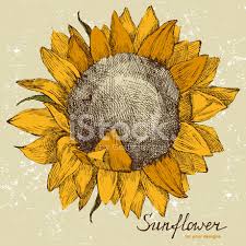 The design is subtle and tasteful, but still visible. Hand Drawn Sunflower Stock Vector Freeimages Com