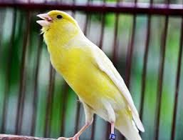 Lagu atau suara nyanyiannya kaya variasi lantaran lebih. Download Suara Burung Kenari Betina Memanggil Jantan Mp3 Gratis