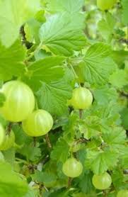 Growing Gooseberries Berry Garden Fruit Garden Allotment Gardening