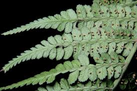 Image result for Marattiaceae