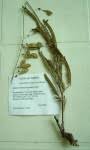 Image result for Aeschynomene nyassana
