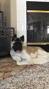 Black And Tan Shiba Inu Female Female American Akita Akita Dog American Akita Akita