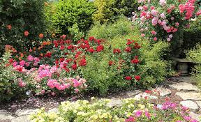 Plus, there's no dirt to clean up when they arrive! How To Care For Roses The Home Depot