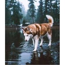 Anjing husky dikenal sebagai anjing yang berada di salju dengan bulu yang tebal sehingga membuatnya semakin bertahan diudara yang dingin. 29 Ide Anak Anjing Anak Anjing Anjing Anjing Lucu