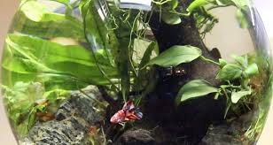 Betta Bowl Setup Step By Step With Live Plants Zenaquaria