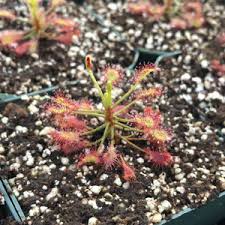 Image result for Drosera natalensis