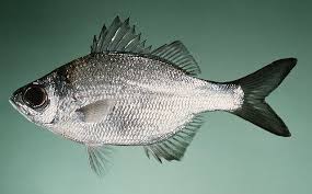 Image result for Kuloa michelsonii