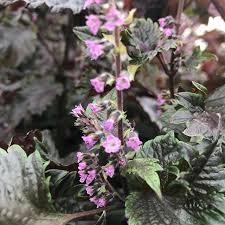 Limited Supply Of Stunning Shiso Flowers Edible Flowers Flowers Nurturing