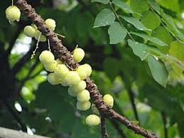 Image result for Phyllanthus paxii