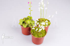 Image result for Utricularia formula