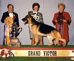 Find german shepherd dog puppies and breeders in your area and helpful german shepherd dog information. German Shepherd Puppies For Sale New England